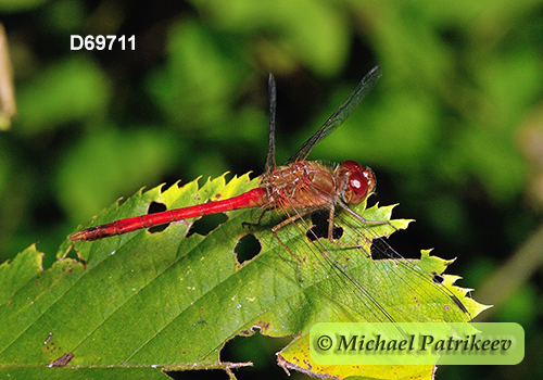 Autumn Meadowhawk (Sympetrum vicinum)